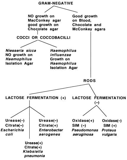 Gram Negative Flow Chart For Unknown