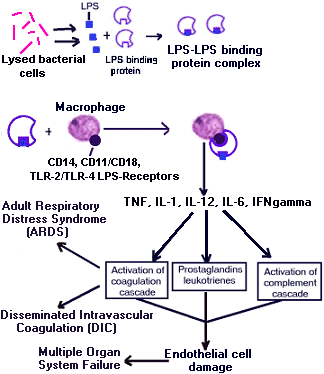 sepsis pathophysiology diagram
