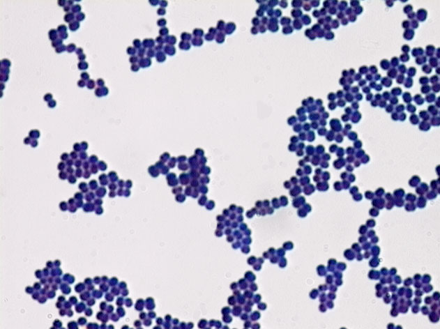 staph bacteria gram stain