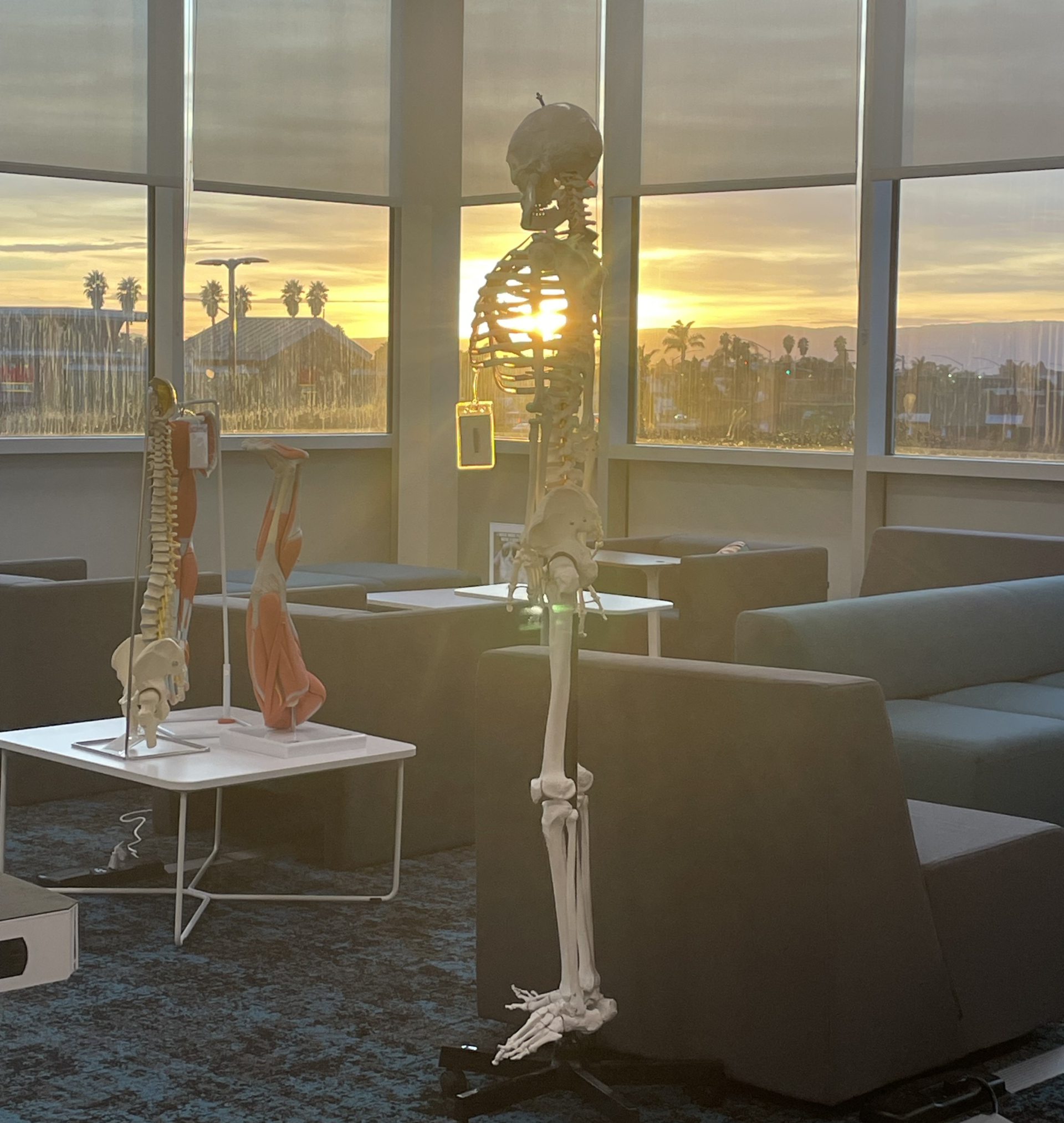 Library corner with grey and green chairs, a skeleton and the sunset shining through the ribs of the skeleton.